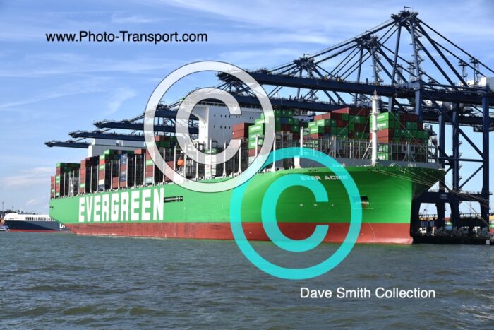 EVER ACME - Container