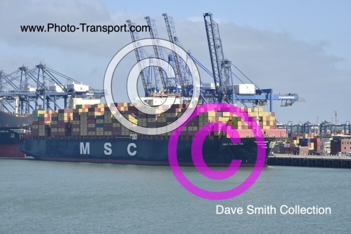 MSC ELISA XIII  - Container